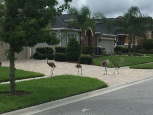 Beautiful home with long legged birds